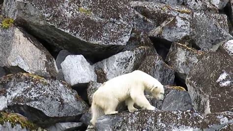 Polar Bear Encounter Youtube