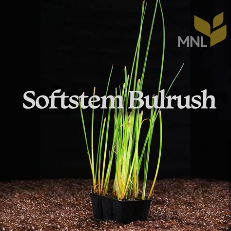 Softstem Bulrush (Schoenoplectus tabernaemontani) Six-Pack Plugs
