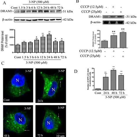 3 Np Activated Autophagy A549 Cells Were Treated With 3 Np 500 Mm