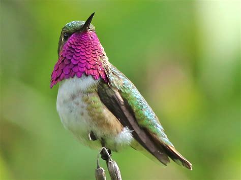Bee Hummingbird Pictures
