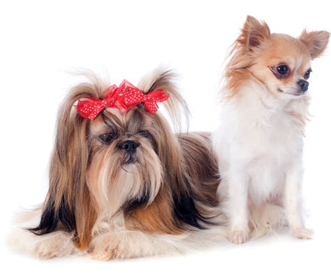 Shih Tzu Chihuahua Mix 6 Facts About Shichi Shih Tzu Buzz