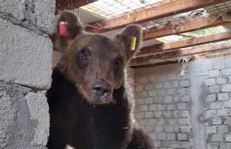 L Orsa Amarena Con I Suoi Cuccioli E La Foto Ricordo Basta Infastidire