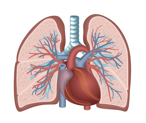 Premium Vector | Lung and heart anatomy