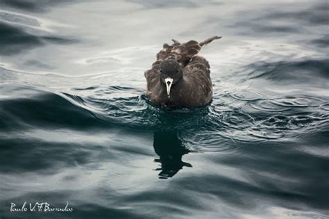 Procellaria Petrels (Genus Procellaria) · iNaturalist