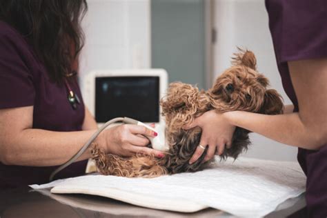 Exames Laboratoriais De Cachorro Gonzaga Exame De Fezes Para