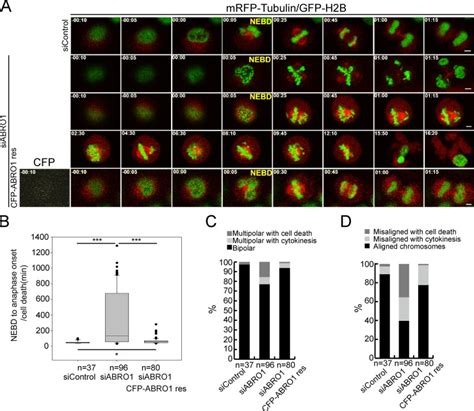 The Deubiquitinating Enzyme Complex BRISC Is Required For Proper