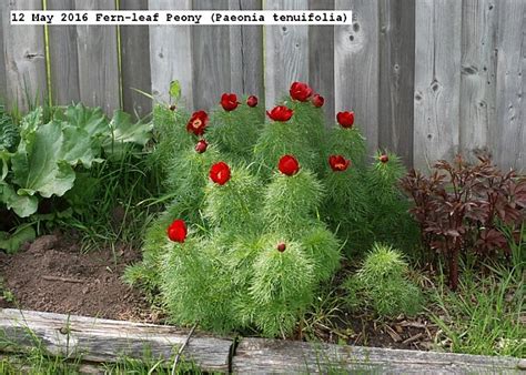 May Fern Leaf Peony Paeonia Tenuifolia Gardening Forums