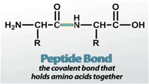 Proteins I Structure And Function Video Lesson Transcript Study