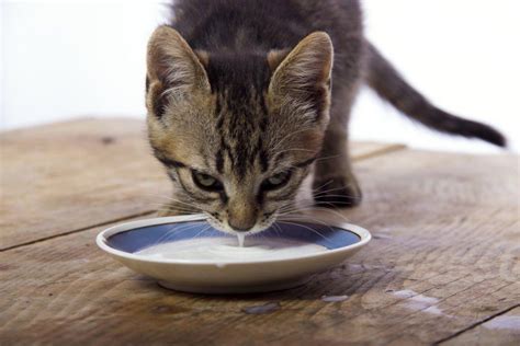 Palo Nostalgia Brisa Cuanta Leche Toma Un Gato Bebe Alegaciones Lantano