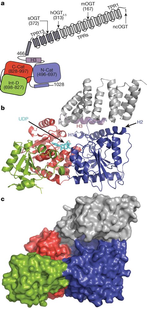 Overall Structure Of Human Ogt Complexed To Udp A Schematic Of Ogt