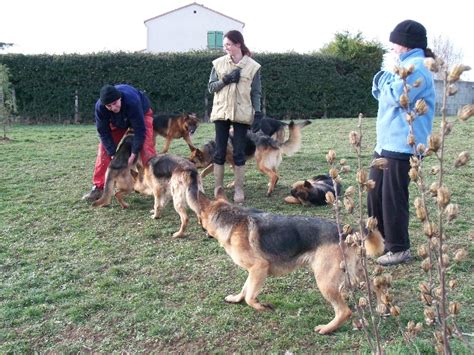 Photo Elevage Des L Gendaires Nahauri Eleveur Berger Allemand