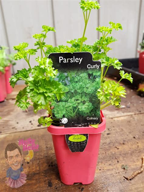 Parsley Curly 3 Pot Hello Hello Plants