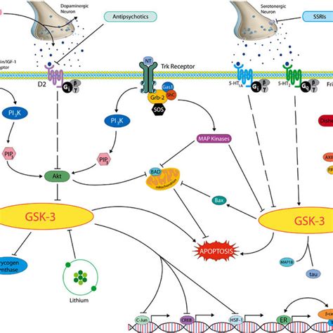 Glycogen Synthase Kinase Gsk Regulated Signaling Pathways Gsk