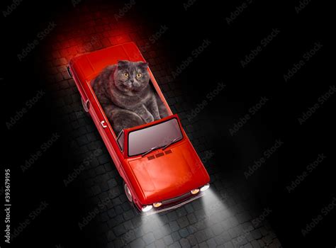 A beautiful funny image of a cat driving a red vintage roadster car ...