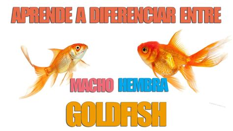 PEZ GOLDFISH COMO IDENTIFICAR SI MI PEZ ES MACHO O HEMBRA YouTube