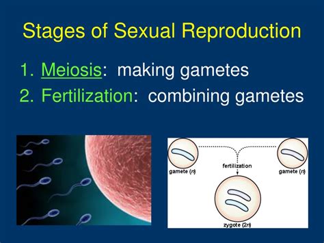 Ppt Meiosis Chapter 6 Powerpoint Presentation Free Download Id9347957