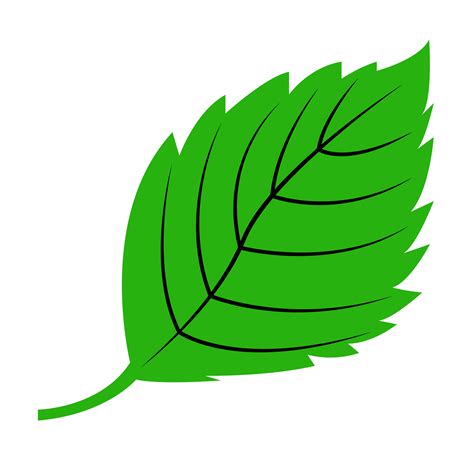 Fresh Single Green Leaf, Leaf of Spring Season, Card Leaf Decoration 26790723 PNG