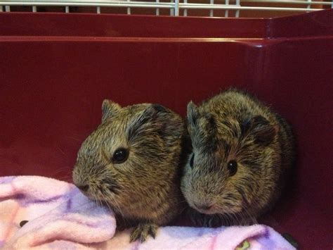 Brown agouti guinea pig babies | Baby pigs, Guinea pigs, Cute piggies