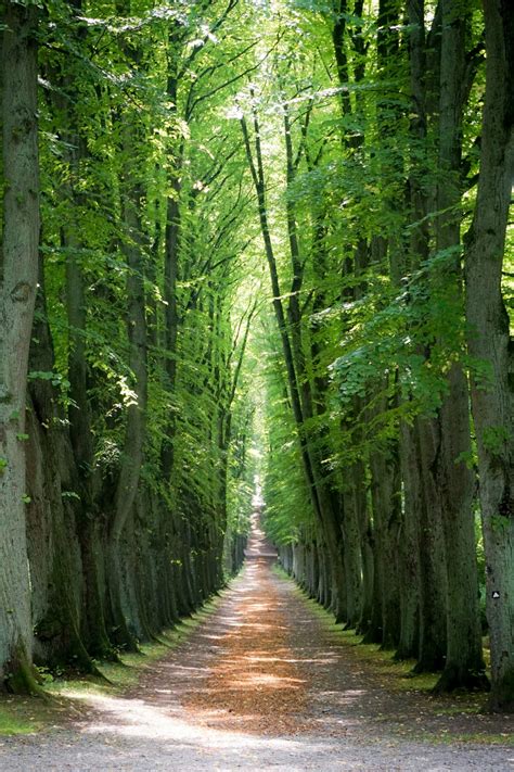 Free Images Tree Nature Trail Sunlight Leaf Green Jungle