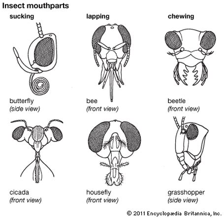 Insects and mouthparts