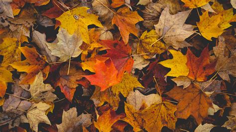 Download Wallpaper 2560x1440 Fallen Leaves Leaves Autumn Yellow