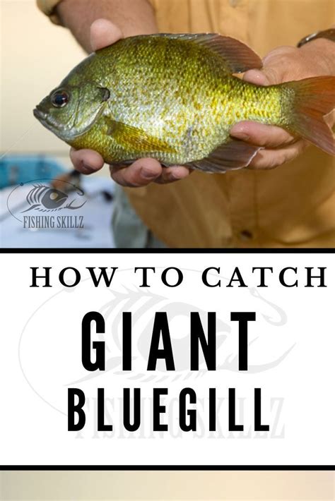 How To Catch Big Bluegill Bull Gill Fishing Tips And Techniques