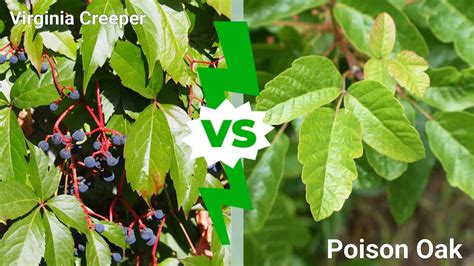 Poison Oak Vs Poison Ivy Rash