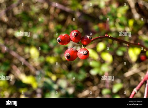 Hip Hip Hooray Hi Res Stock Photography And Images Alamy