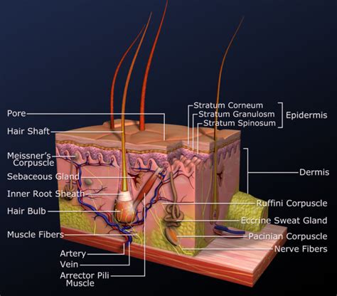 Integumentary Human Body Systems