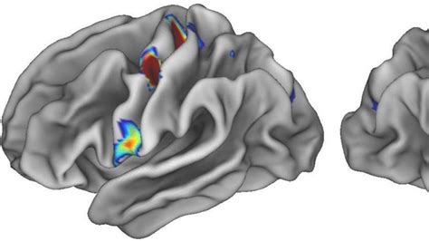 Determinan La Zona Del Cerebro Que Actúa Como “vínculo Literal” Entre Mente Y Cuerpo