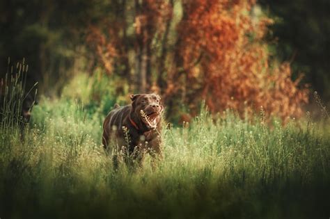 Race De Chien Labrador Retriever Sur Le Terrain Chien Qui Court Sur L