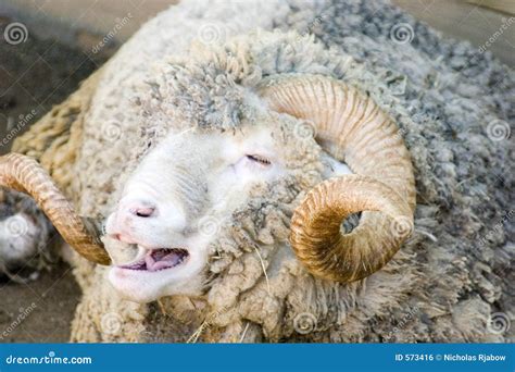 Merino Sheep Royalty Free Stock Image Image 573416