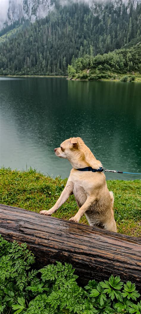 Hinterer Gosausee 40 Urlaubsgeschichten At