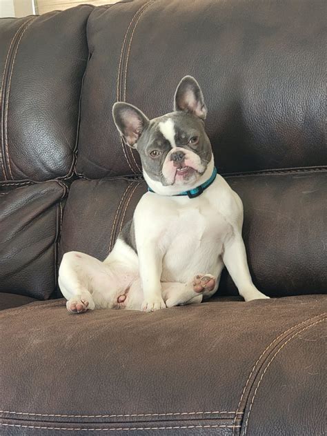 Gallery - Texas Hilltop Bullies