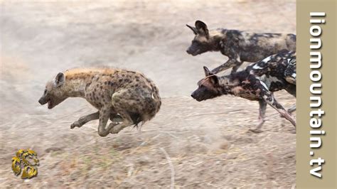 African Hyena Fight