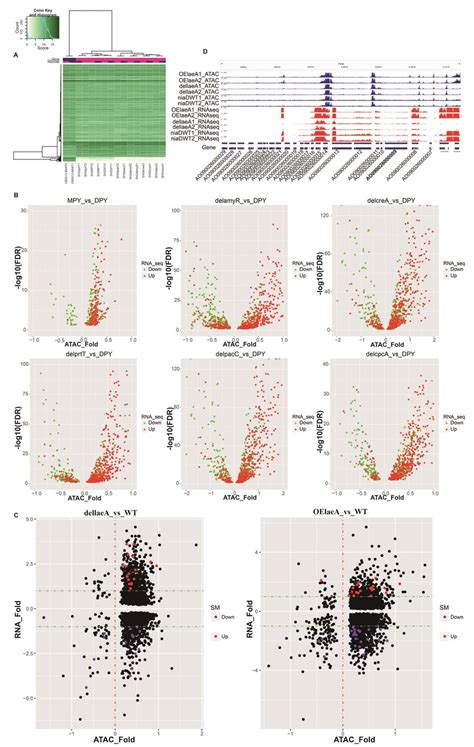 Differential Open Chromatin Accessibility Analysis Of Asperigllus A