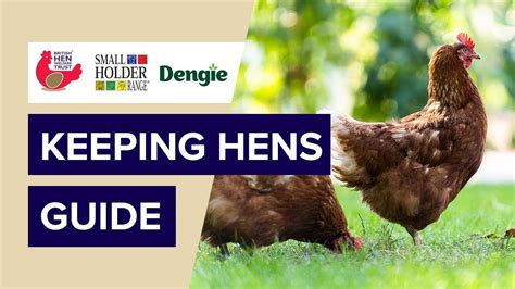 Keeping Hens Guide British Hen Welfare Trust Dengie And The