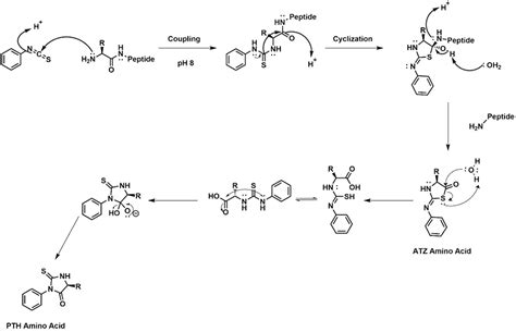 Theory of Edman Sequencing, Edman Degradation