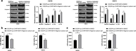 CHRFAM7A Suppresses Microglia Pyroptosis Via Inhibiting The