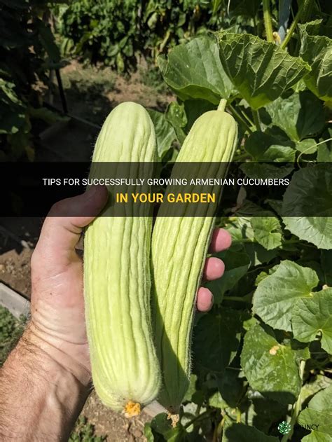 Tips For Successfully Growing Armenian Cucumbers In Your Garden Shuncy