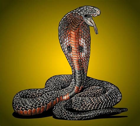 Aumentativo De Cobra - cobra cobra vetor de vista lateral ... | Vetores, Cobra, Arte vetorial