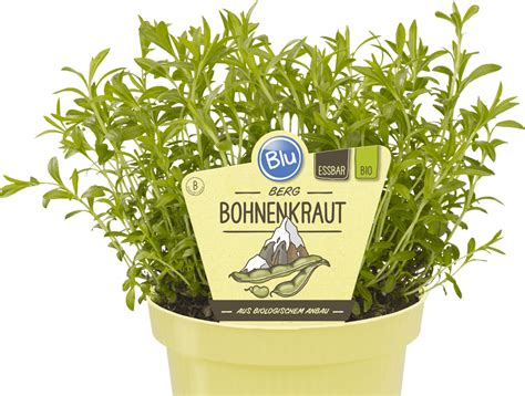 Berg Bohnenkraut Blu Kr Uter Gem Se So Gesund Kann Lecker Sein