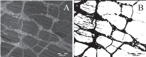 Individual images of the myenteric plexus in the wholemount were ...