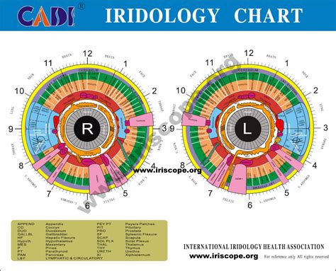 iridology chart,iridology health images,iridology health map,iridology ...