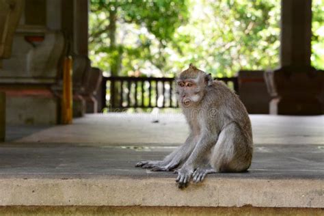 Macaco De Cauda Longa Do Balinese Na Floresta Do Templo Do Macaco Ubud