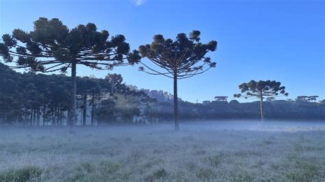 VÍDEO Serra de SC amanhece geada em pleno verão de janeiro nesta