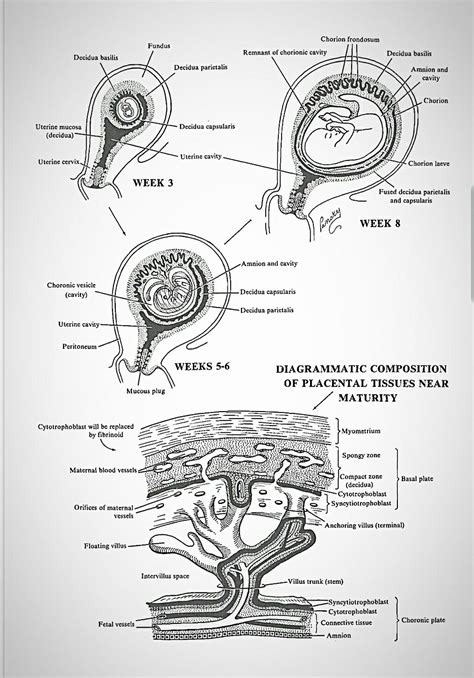 Decidual Layers Identified | Placenta, Biology facts, Medical ultrasound