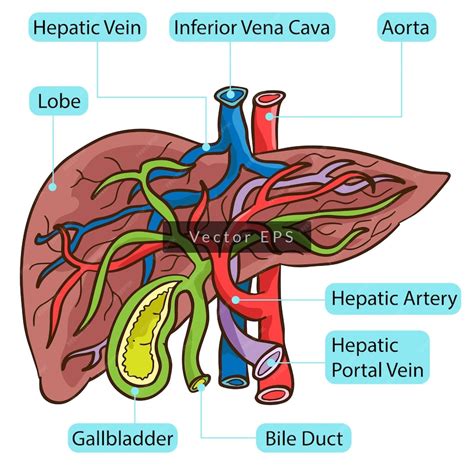 Premium Vector | Inside human liver body parts anatomy