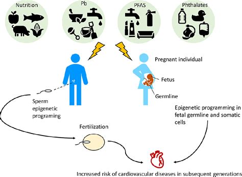 [pdf] Developmental Toxicant Exposures And Sex Specific Effects On