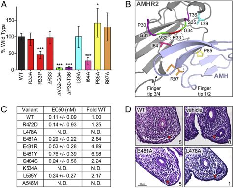 structure  amh bound  amhr  insight   unique